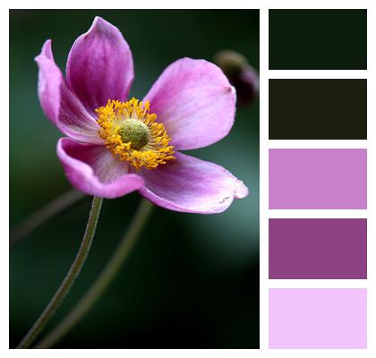 Pink Flower Bloom Anemone Image